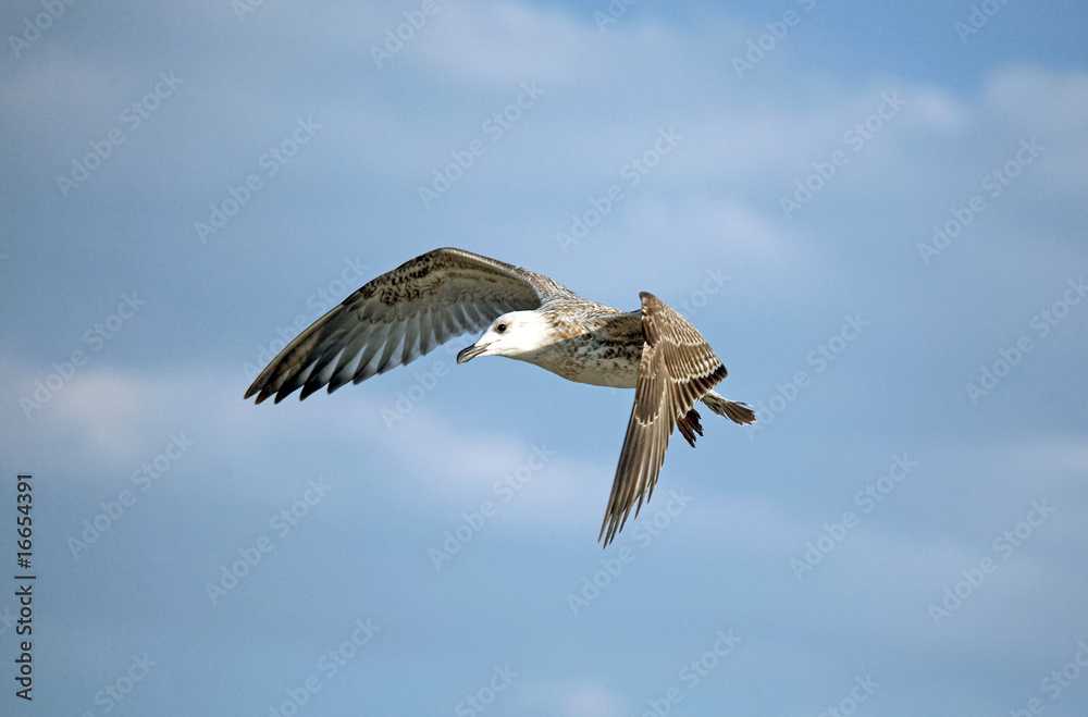 Fototapeta premium Flying seagull