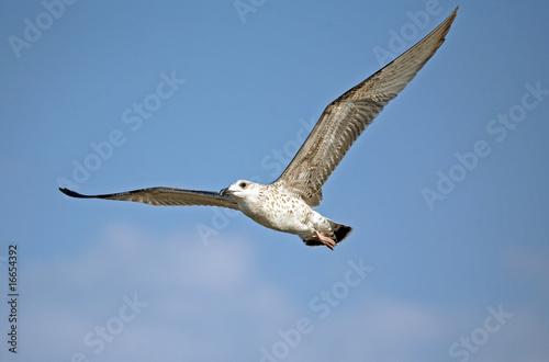 Flying seagull