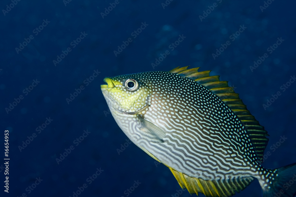 Rabbitfish Rabbitfish