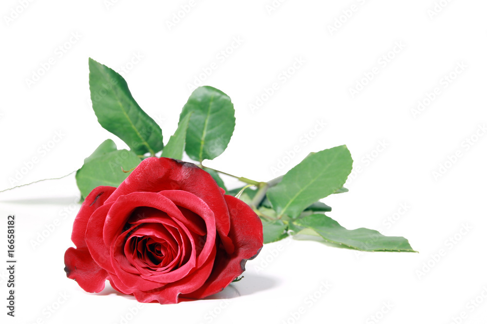 Fototapeta premium Rote Rose