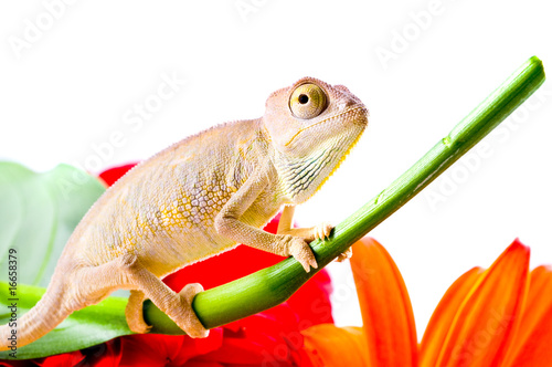 Chameleon on flower