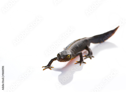 Salamander closeup on white