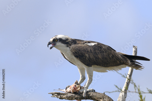 osprey, pandion haliaetus