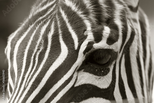 close up of a zebra head  sepia look