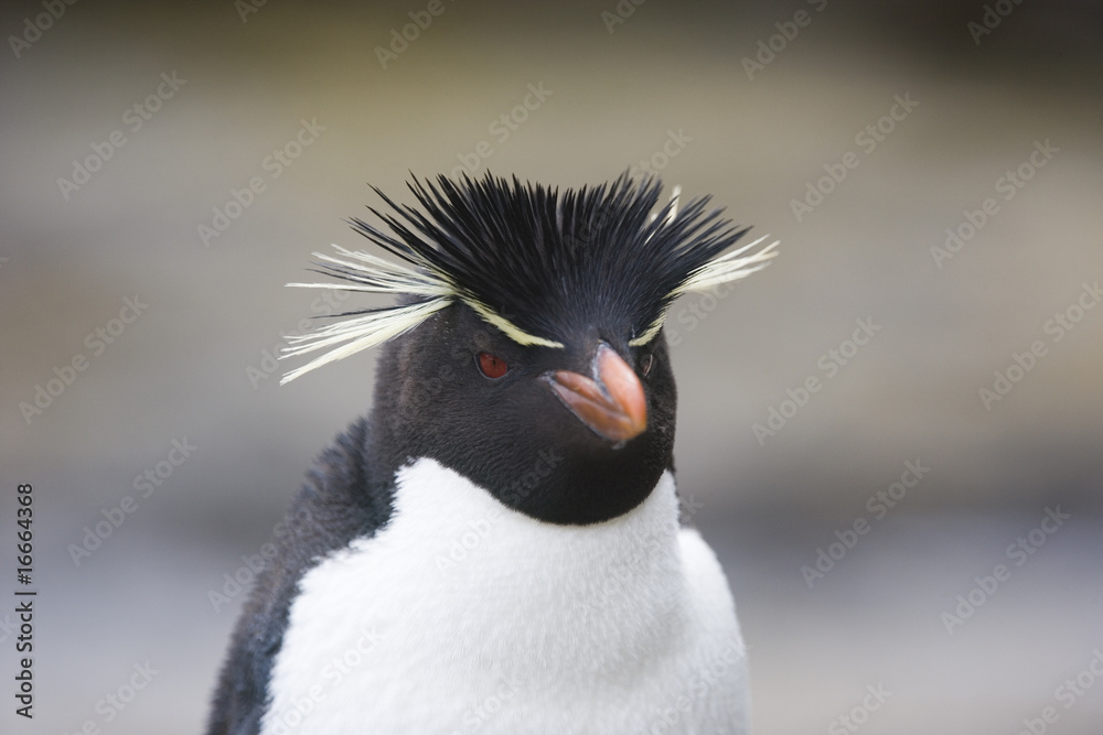 Obraz premium Rockhopper penguin portrait