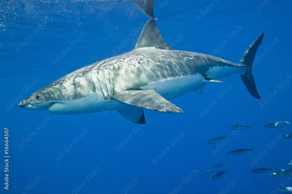 Naklejka premium Great White Shark