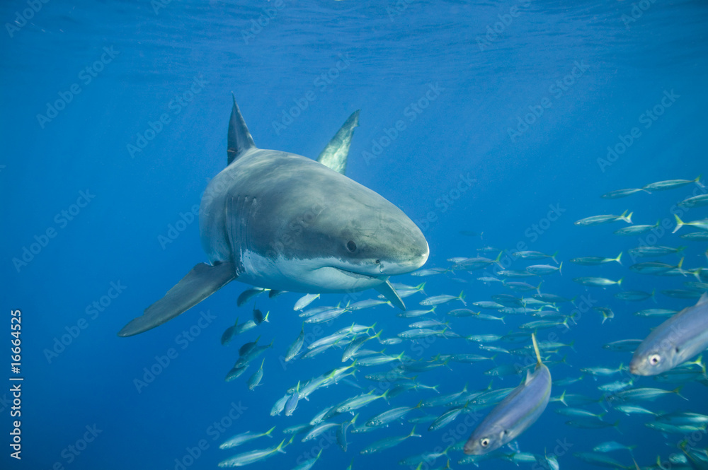 Obraz premium Great White Shark