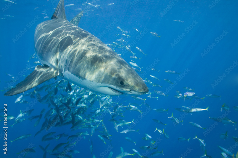 Fototapeta premium Great White Shark