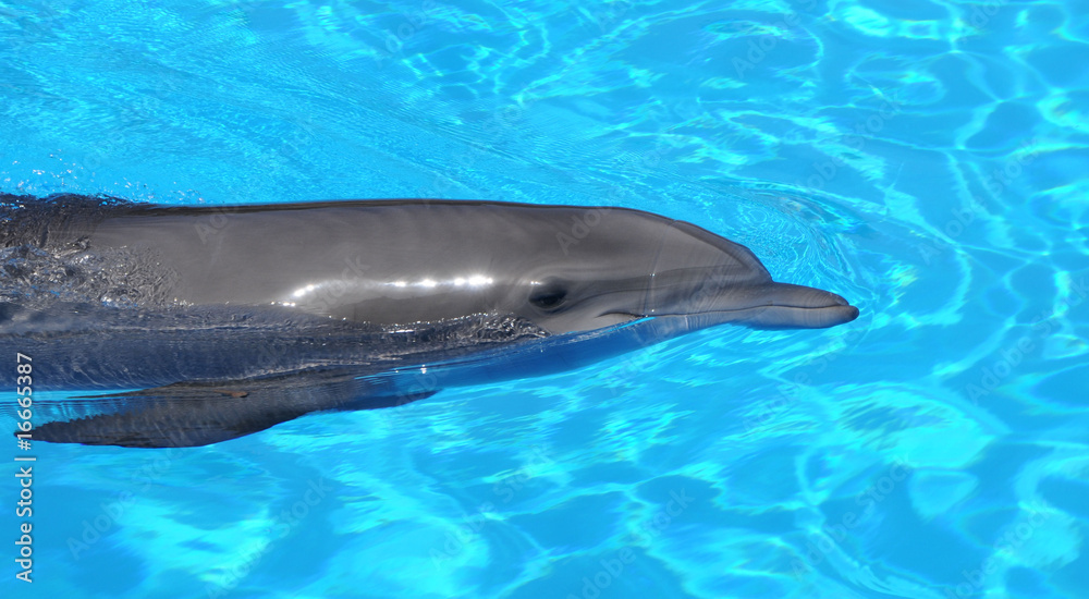 Obraz premium Delfin