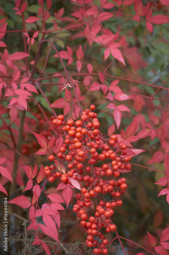 Fototapeta premium 赤い実