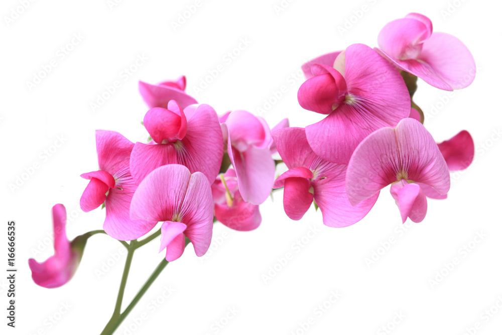 Sweet Pea Flowers Sweet Pea Flowers