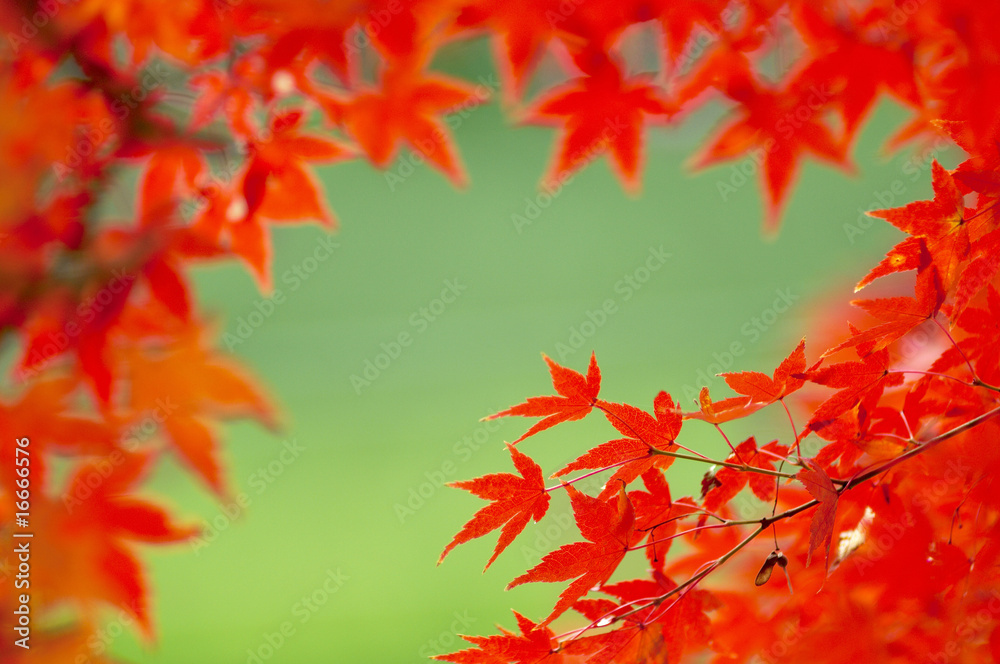 紅葉 紅葉