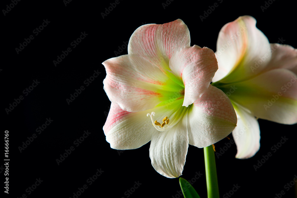 Amaryllis lily Amaryllis lily