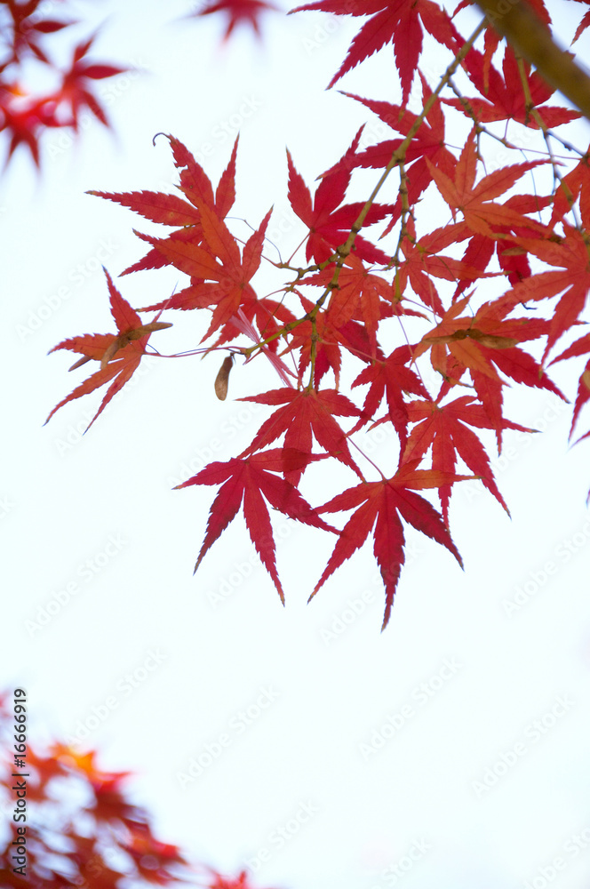 紅葉