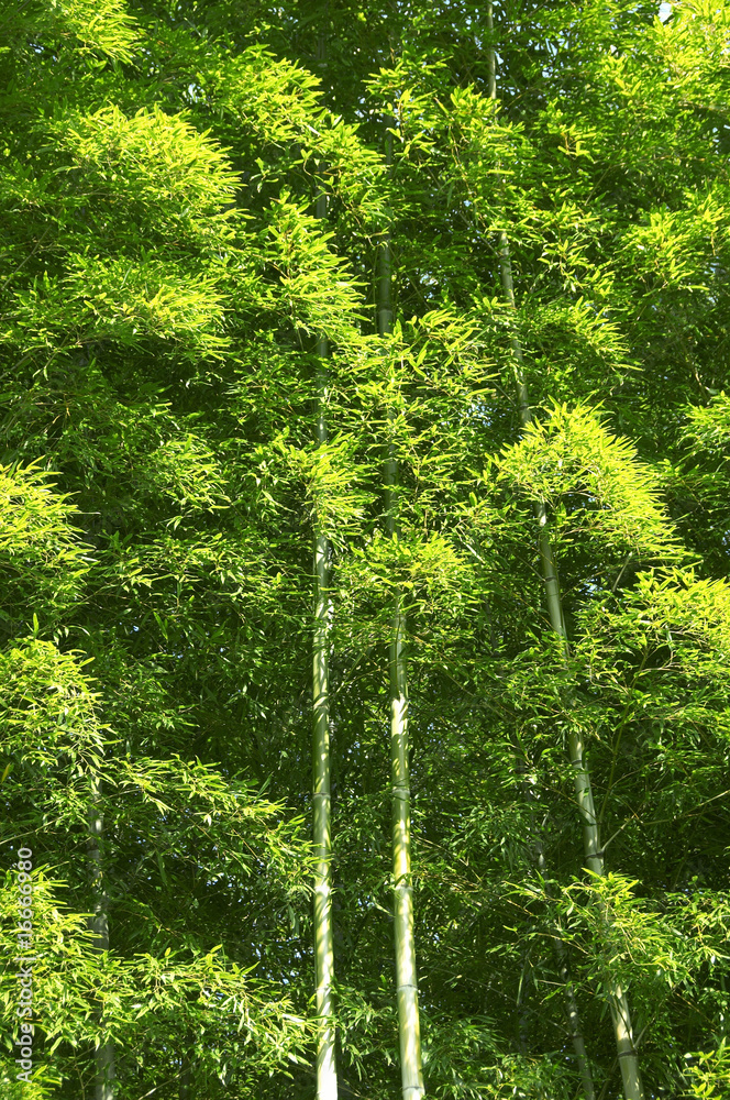 竹林 竹林