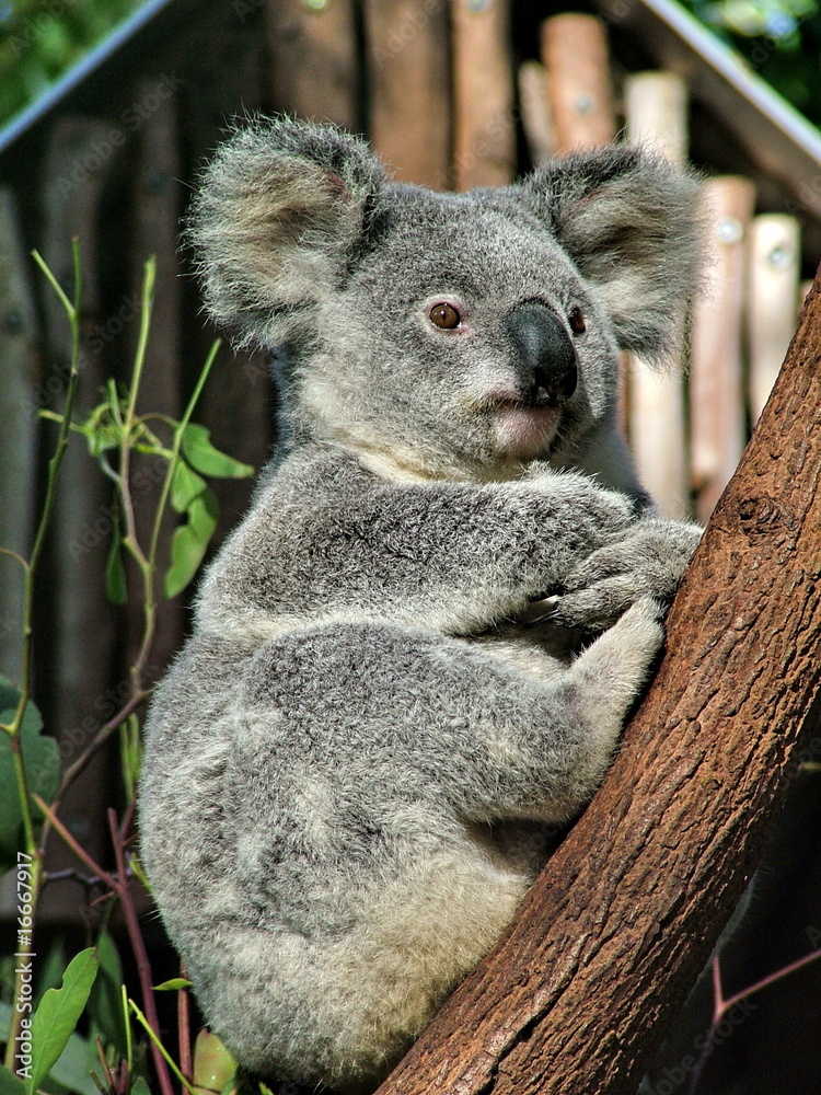 Obraz premium Koala is sitting on the tree
