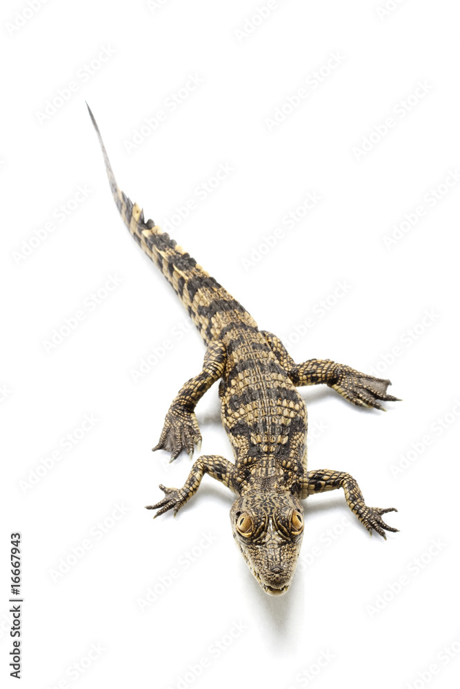 Naklejka premium Nile crocodile