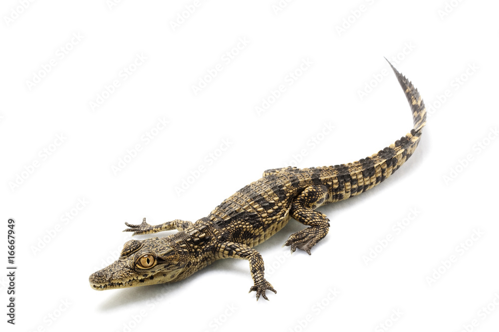 Naklejka premium Krokodyl nilowy