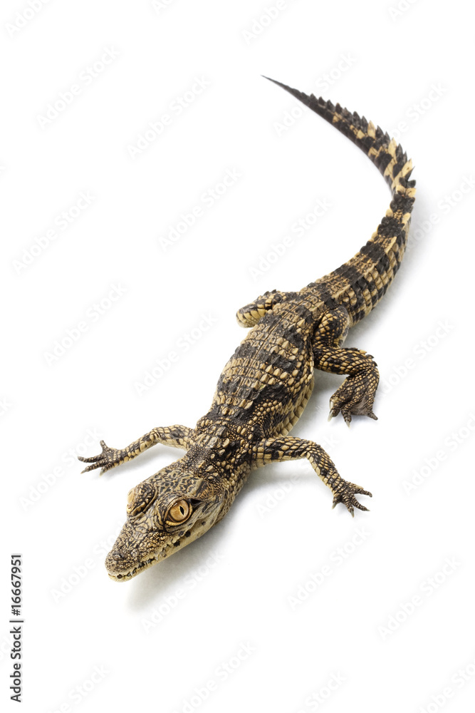 Naklejka premium Krokodyl nilowy