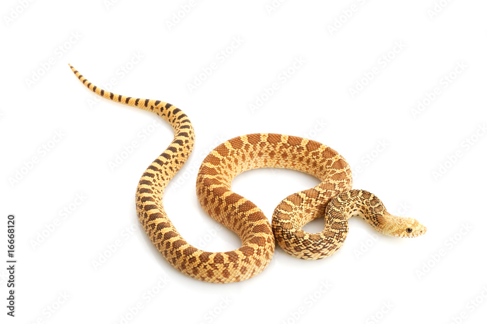 Obraz premium Hypo Bull Snake