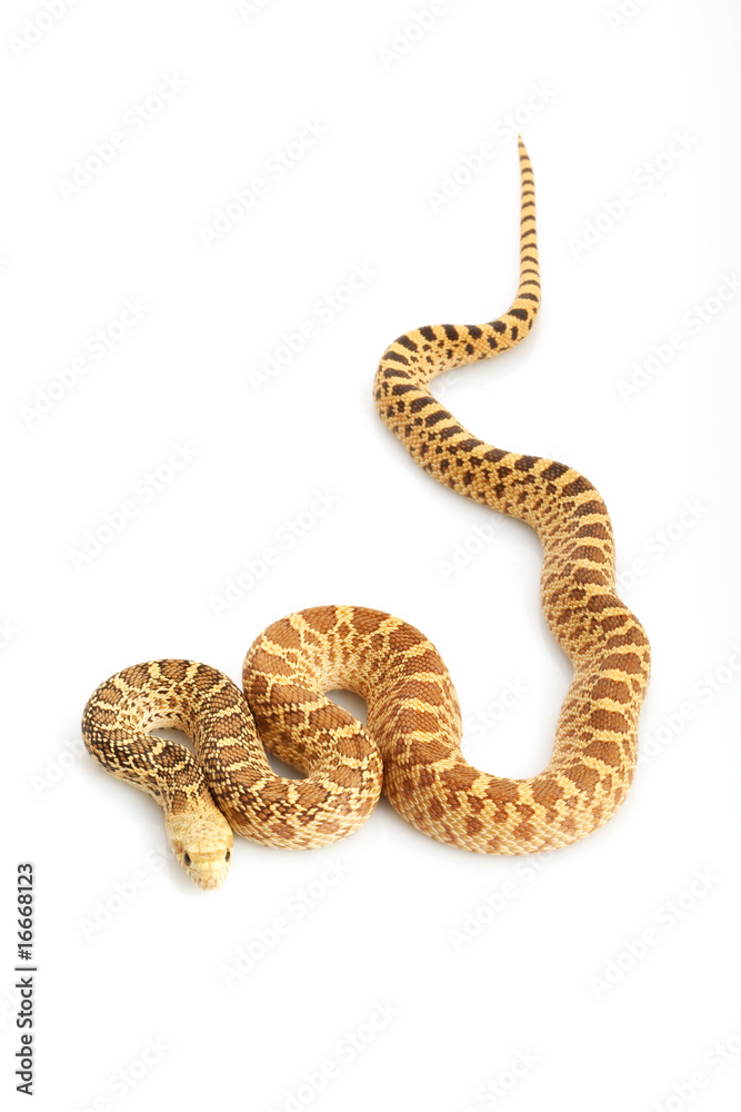 Hypo Bull Snake Hypo Bull Snake