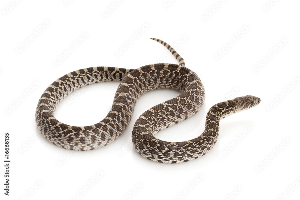 Axanthic Bull Snake Axanthic Bull Snake
