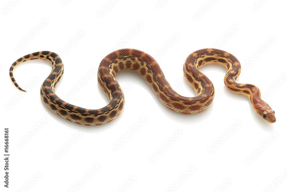 Cape Gopher Snake Cape Gopher Snake