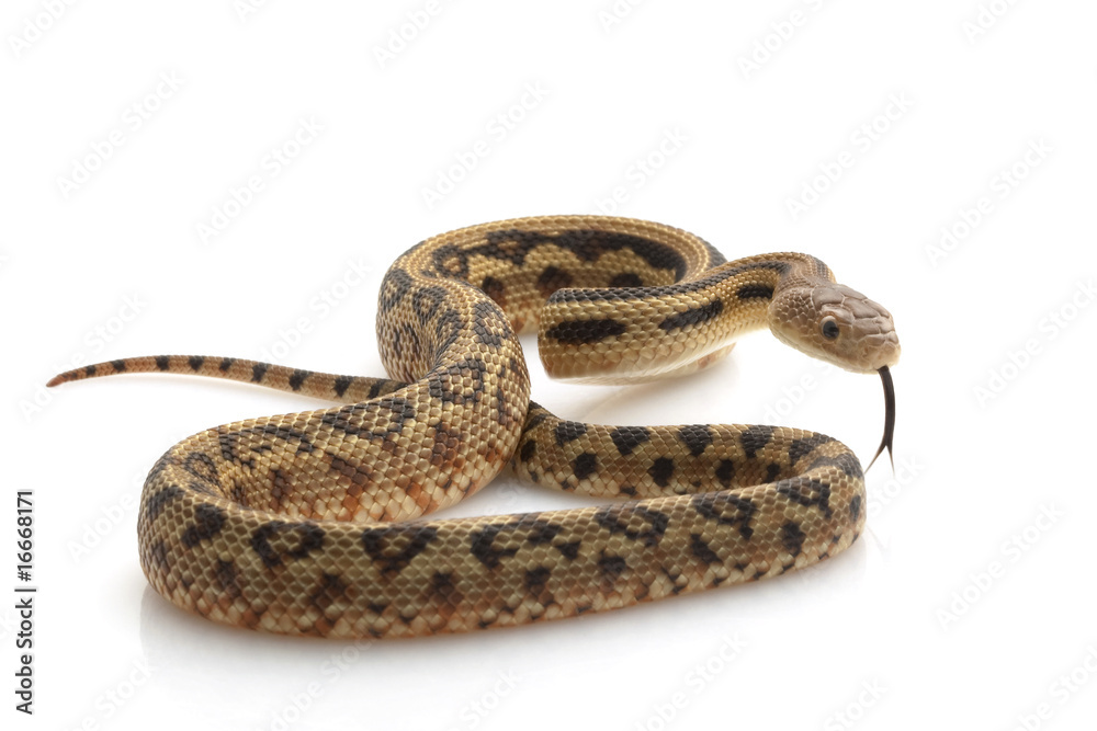 Obraz premium Mexican Lined Gopher Snake