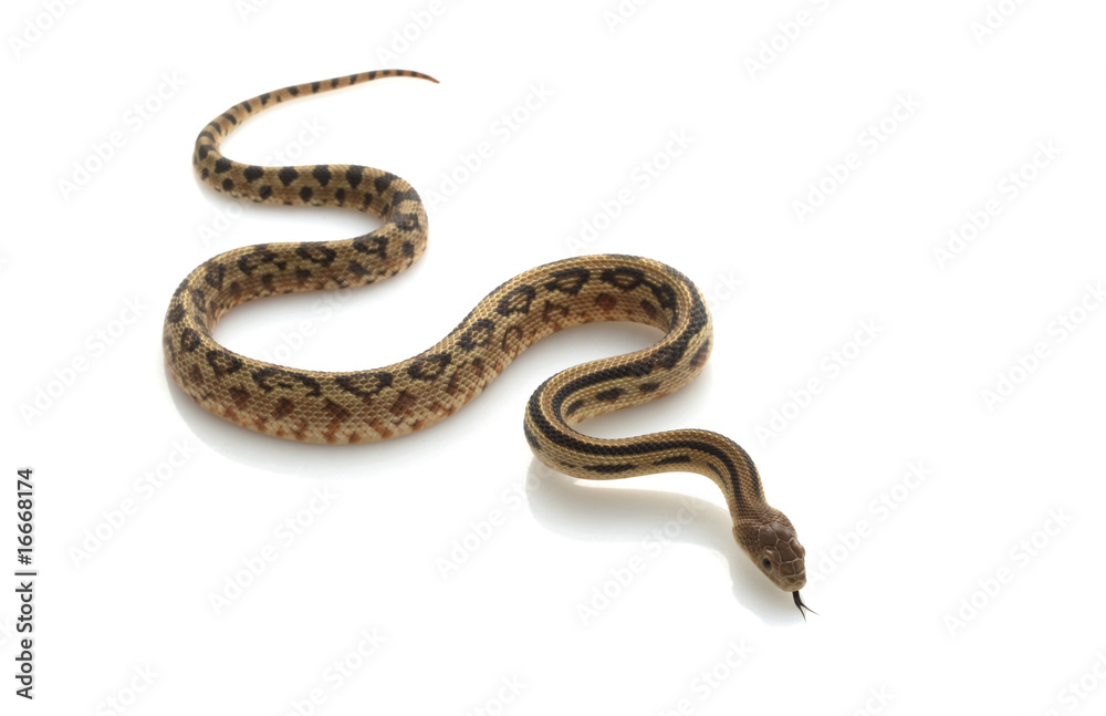 Naklejka premium Mexican Lined Gopher Snake