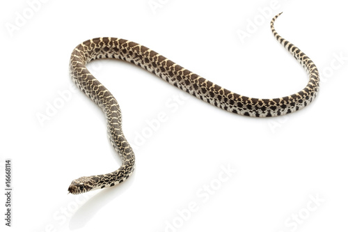 Axthantic Bull Snake