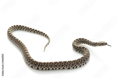 Axthantic Bull Snake