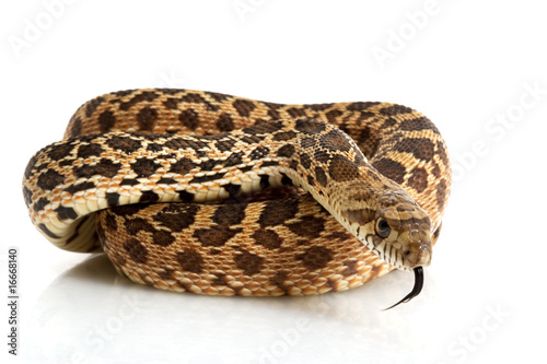 Bull Snake