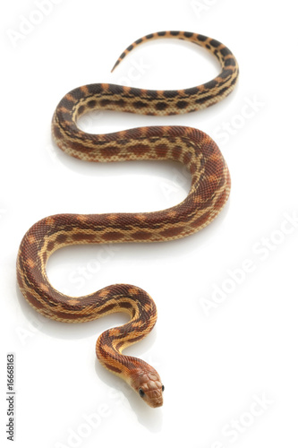 Cape Gopher Snake