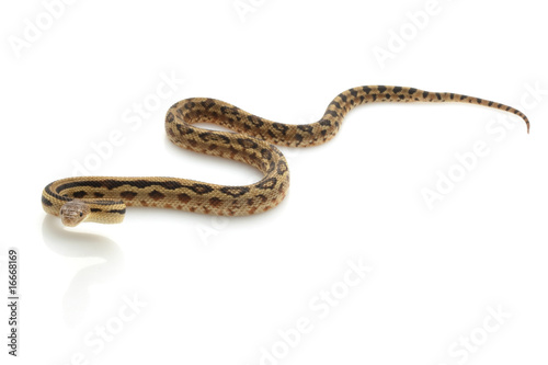 Mexican Lined Gopher Snake