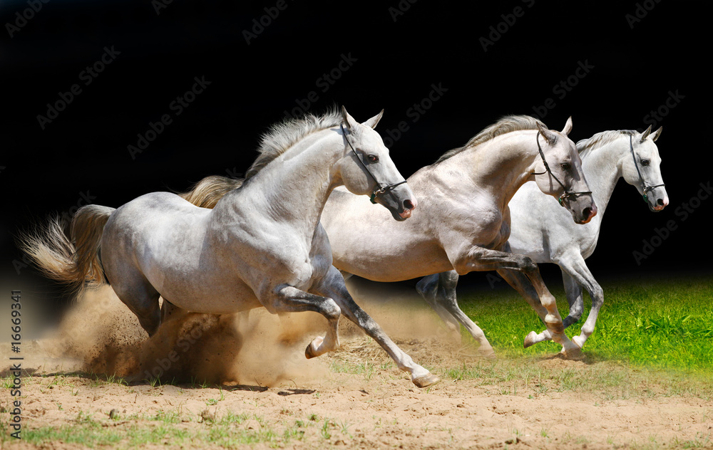 three stallions on black galloping in dust three stallions on black galloping in dust