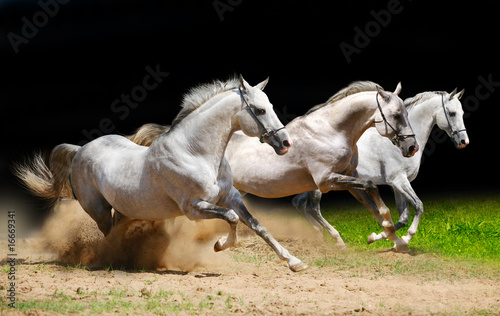 three stallions on black galloping in dust #16669341