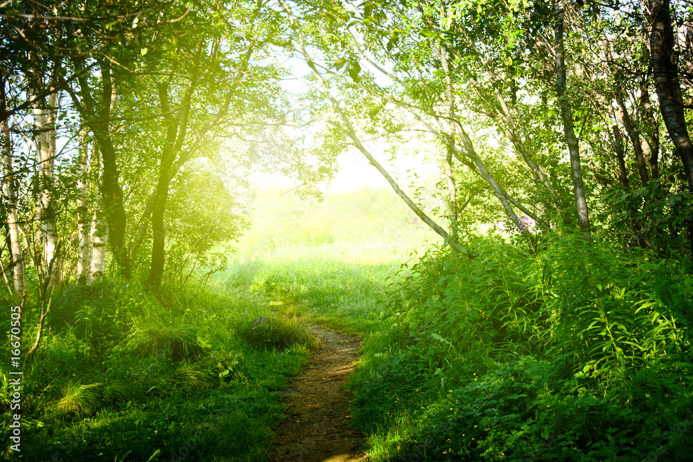 ground road in summer green forest