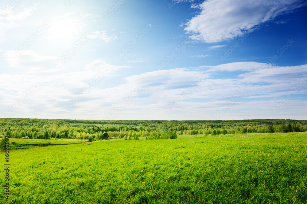 green field of grass