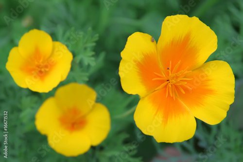 Orange flower