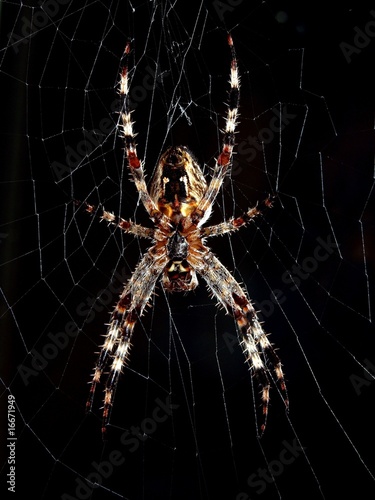 spider (bottom view)