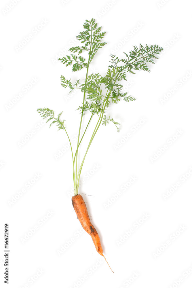 Carrot Carrot