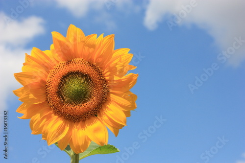 Sonnenblume  Helianthus annuus 