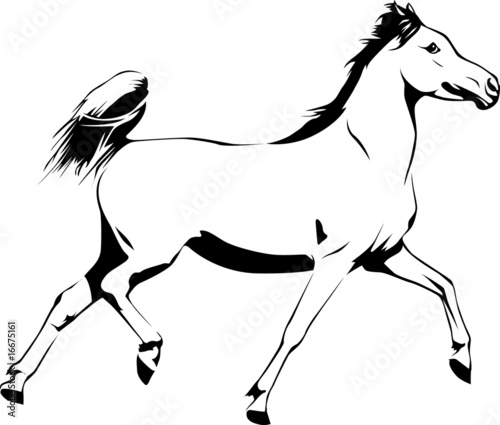 Arabian Horse