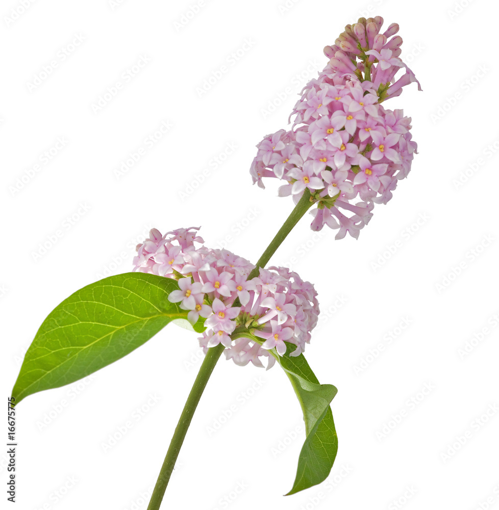 Obraz premium isolated light lilac flowers