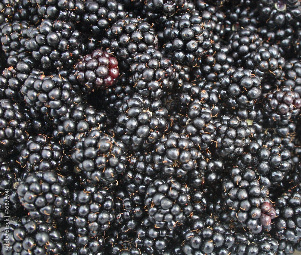 blackberries blackberries