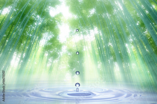 水滴と竹林 photo