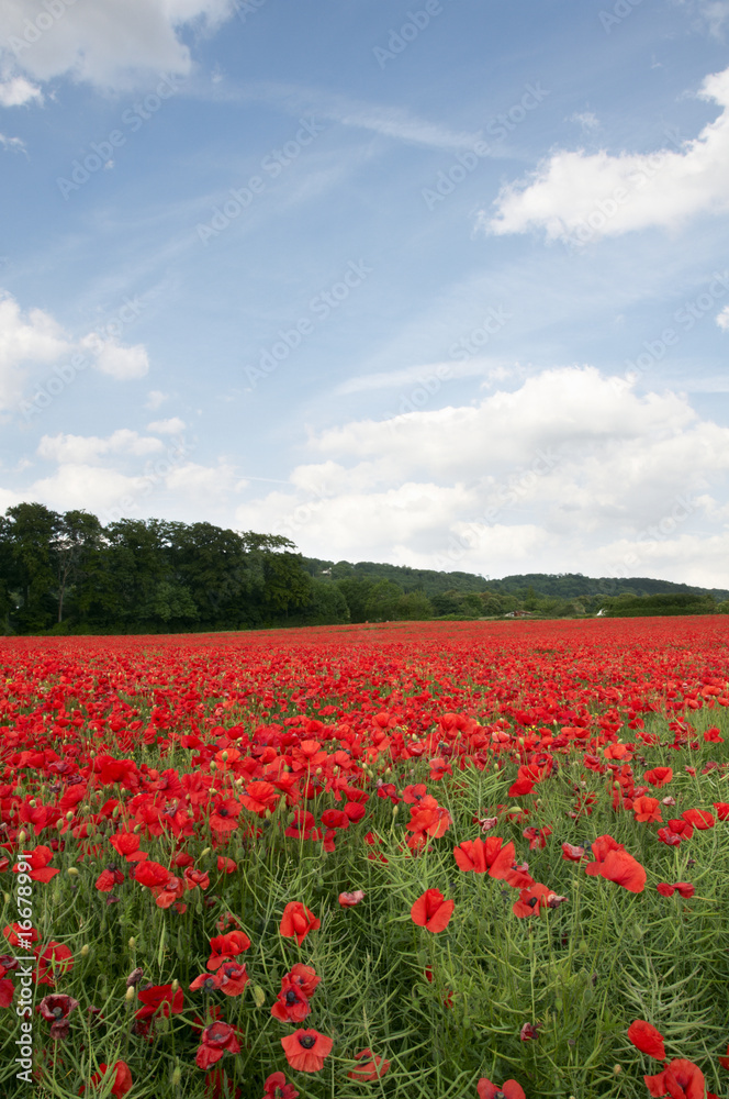 Poppy Field