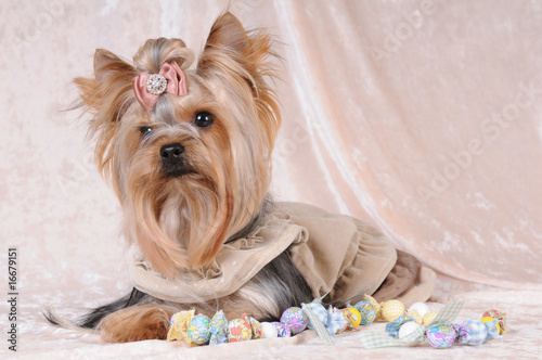 Yorkshire terrier liyng on light velvet photo