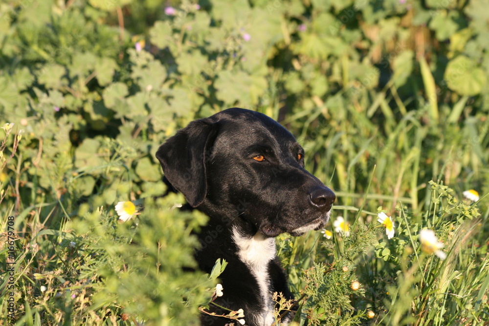 hund in blumen