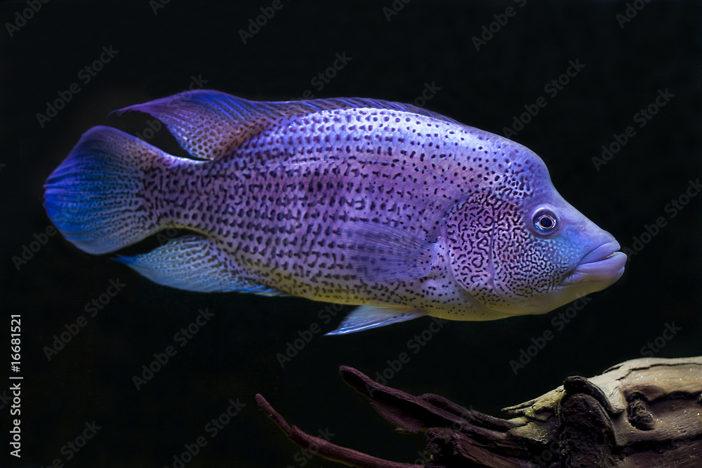 Obraz premium Parachromis dovii male